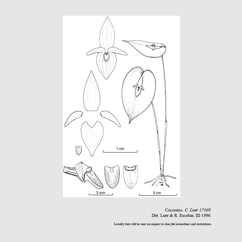 Pleurothallis depressa